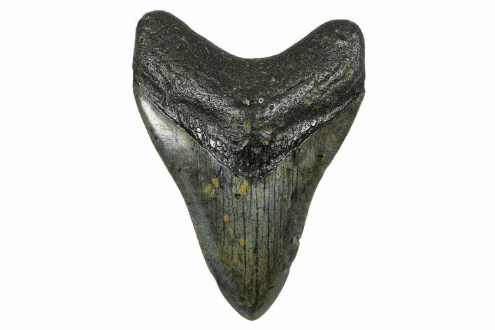 Fossil Megalodon Tooth - North Carolina #378105